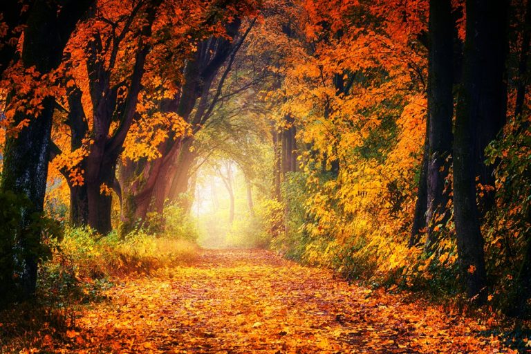 Autumn Budget 2018 Update